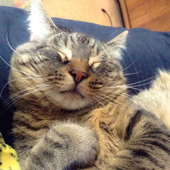 Meet your Posher, Dawn - Picture 1 of 1